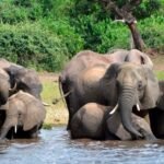 Outrage Over Zimbabwe's Plans To Cull 200 Elephants