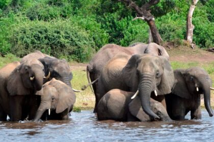 Outrage Over Zimbabwe's Plans To Cull 200 Elephants