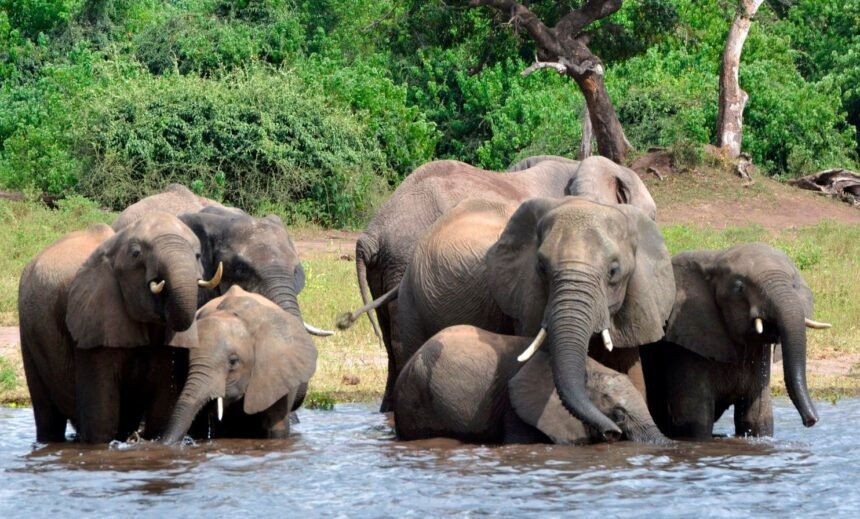 Outrage Over Zimbabwe's Plans To Cull 200 Elephants